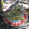 Folhas de Juniper - Image 2