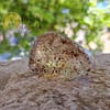 White Quartz with Rolled Lodolite - Image 4