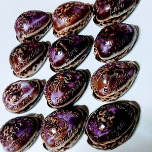 Cypraea Tigris com Signo