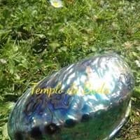 Abalone Concha Polida L 12-14 cm