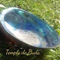 Abalone Concha Polida L 12-14 cm