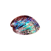 Concha Abalone Polida