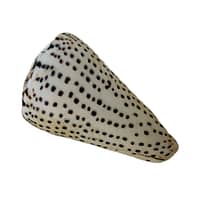 Conus Marmoreus 6-8cm