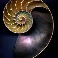 Concha Nautilus Polida 10-12cm