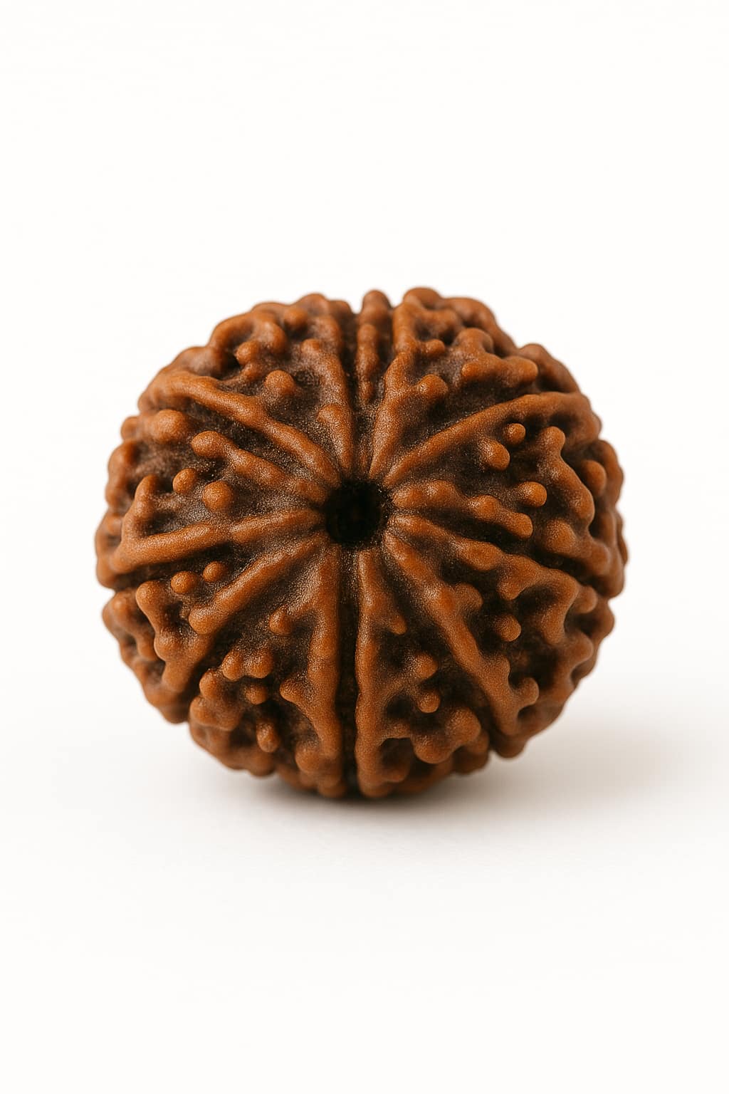 Rudraksha – A Semente Hindu da Conexão Divina