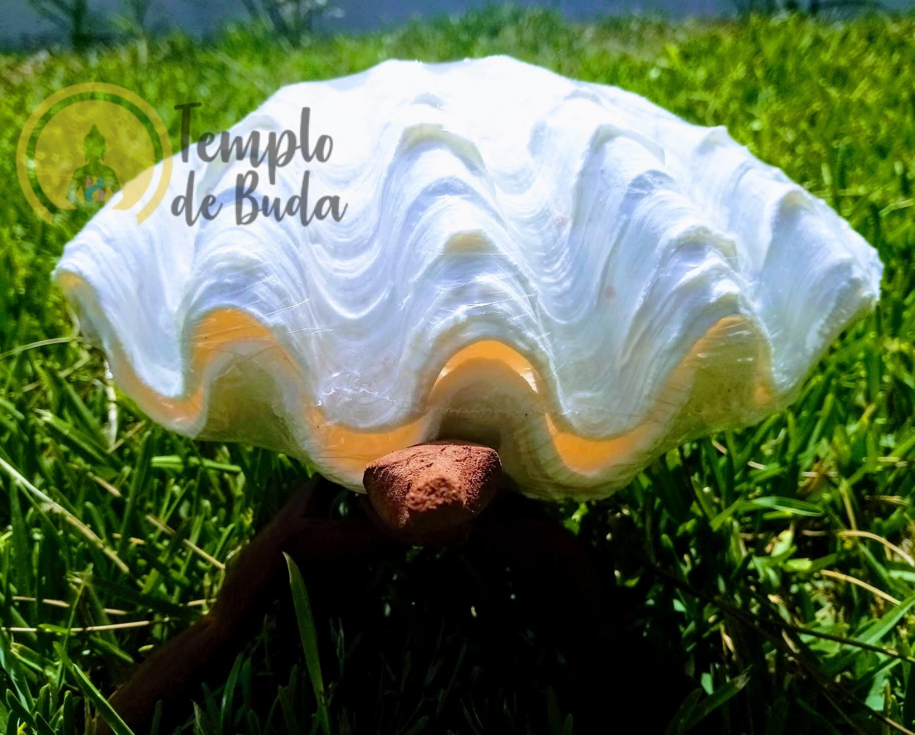 Concha Tridacna 25 cm - Image 2