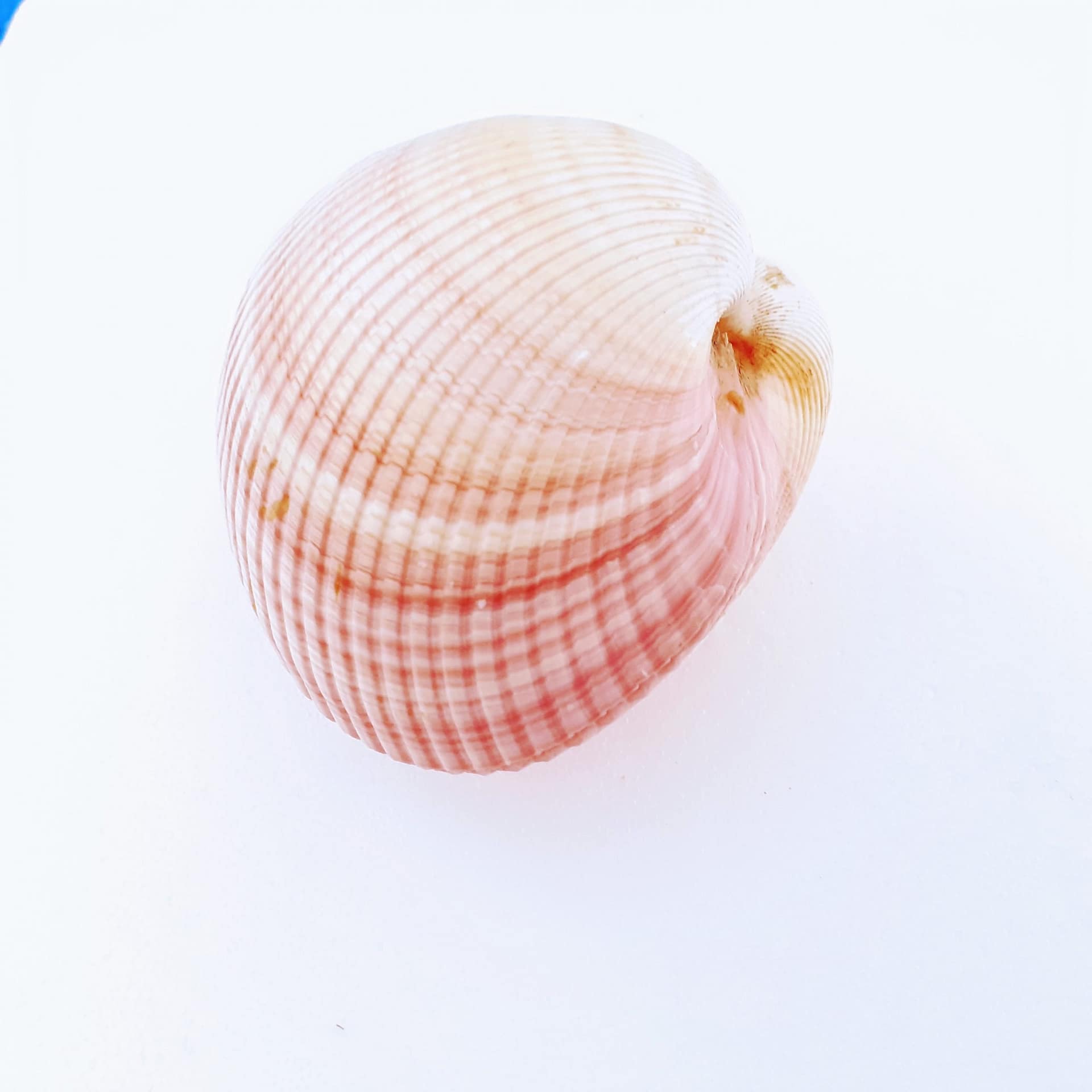 Concha Cardium Pair 6-7 cm