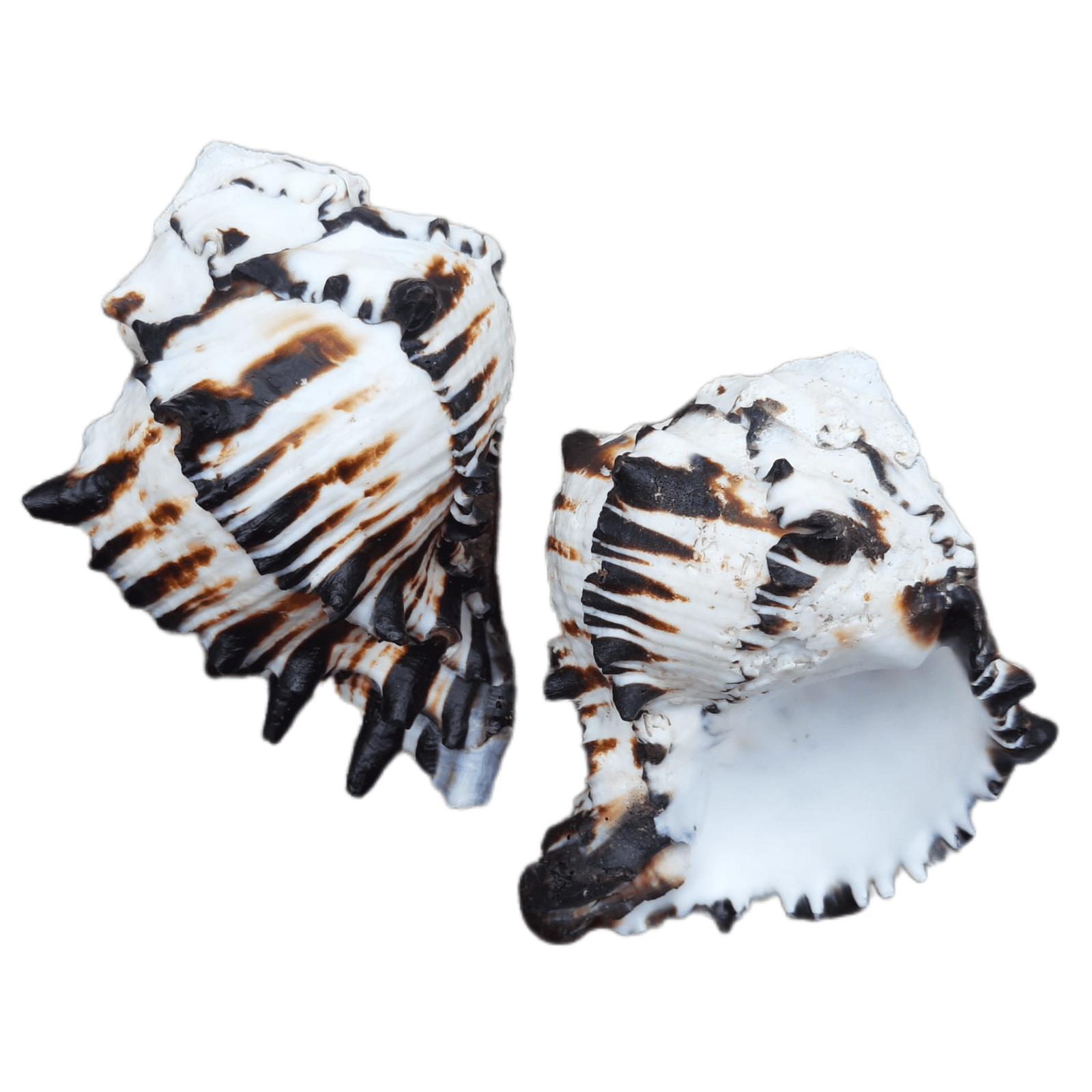 Concha Murex Ramosus Preta