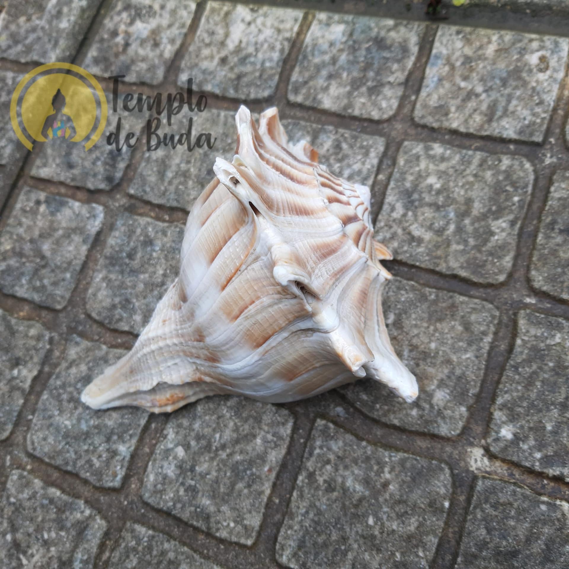 Concha Busycon Contrarium