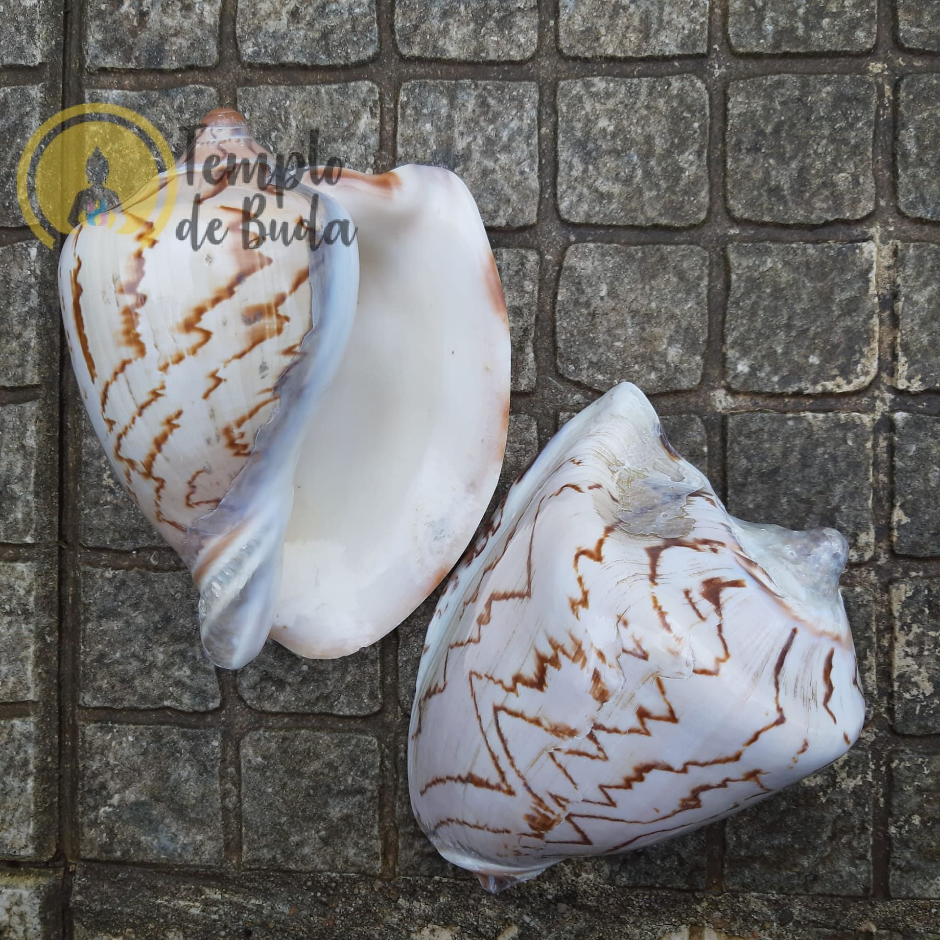 Concha Cymbiola Nobilis Voluta