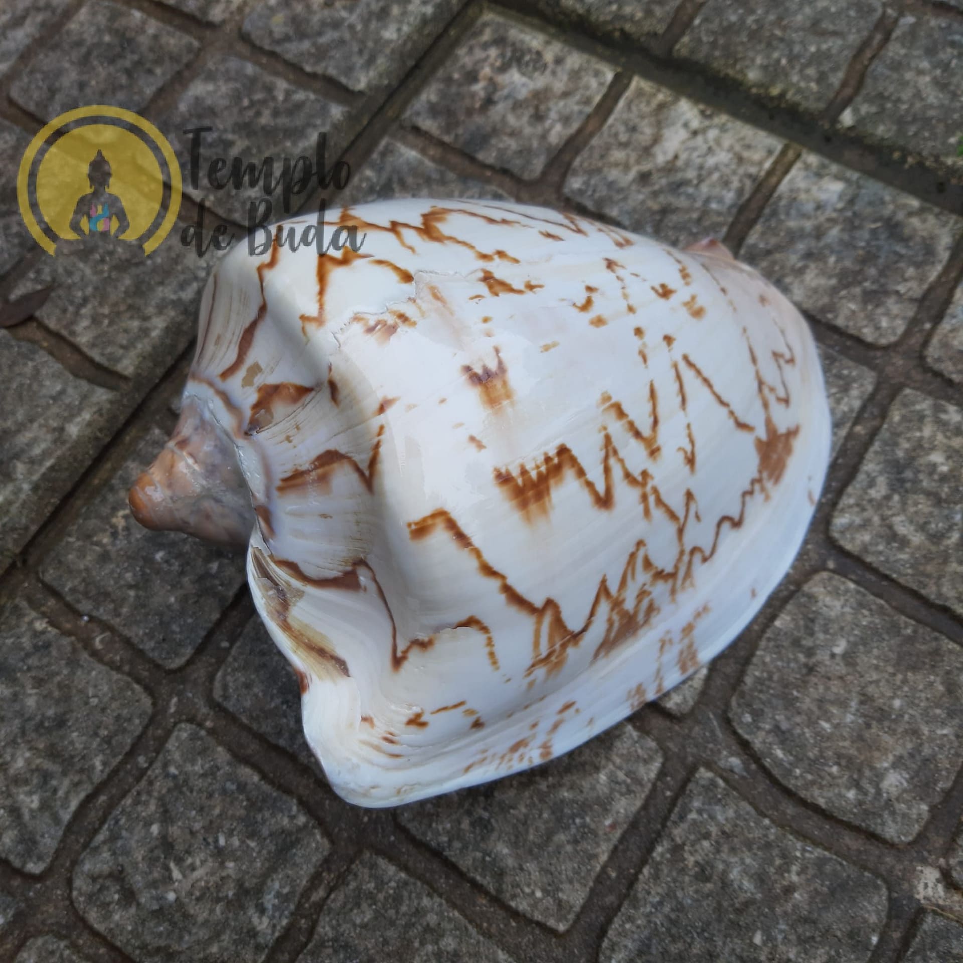 Concha Cymbiola Nobilis Voluta