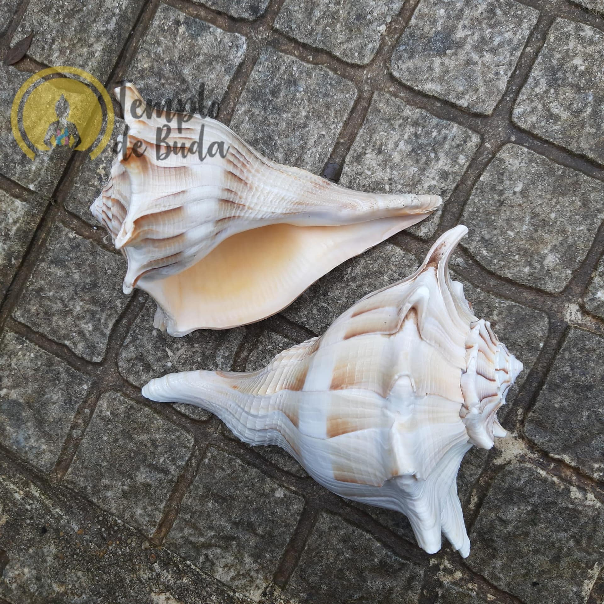 Concha Busycon Contrarium