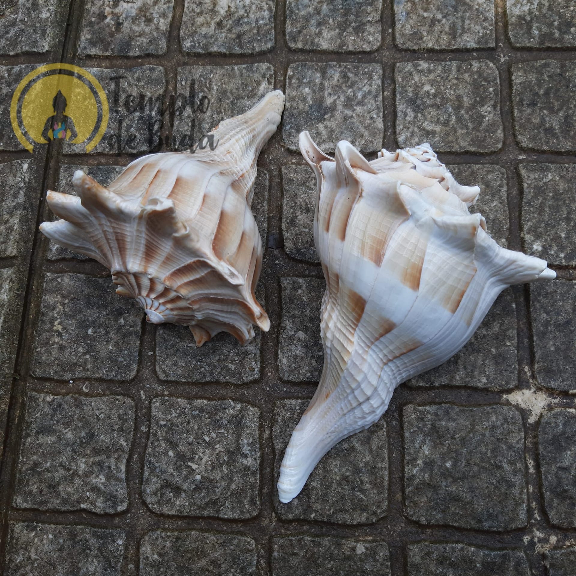 Concha Busycon Contrarium