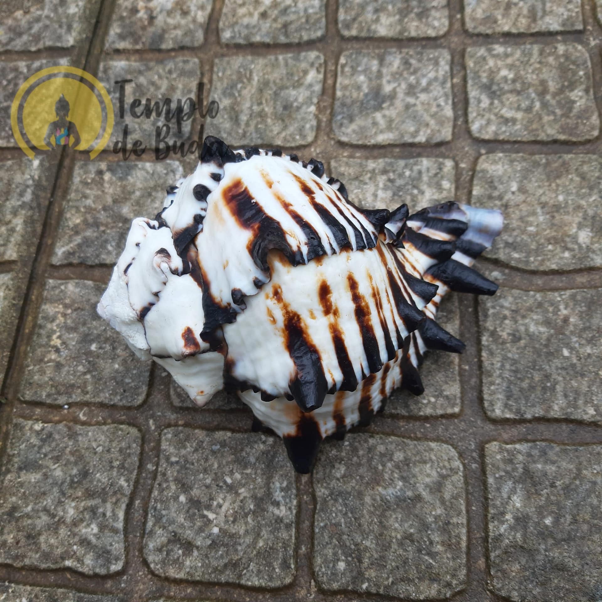 Concha Murex Ramosus Preta