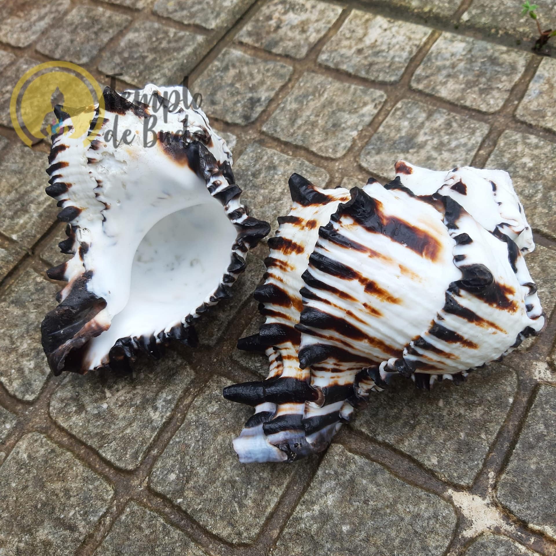 Concha Murex Ramosus Preta