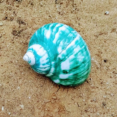 Concha Turbus Burges 8-9cm