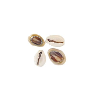 Buzio Cypraea Annulus Aberto