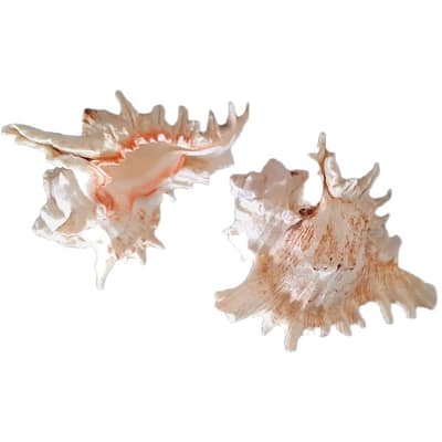 Concha Murex Ramosus