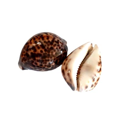 Buzio Cypraea Tigris