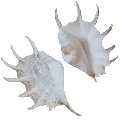 Concha Aranha do Mar Lambis Truncata