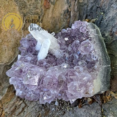 Drusa de Ametista com Cristal de Quartzo Branco 11cm (833 gr)