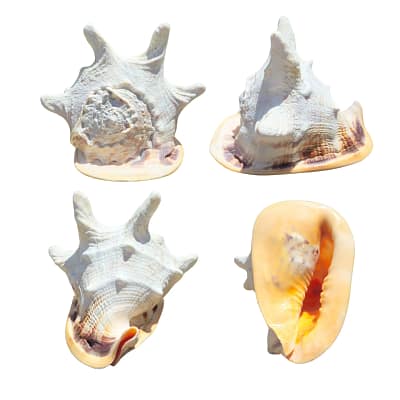 Concha Capacete do Mar Cassis Cornuta