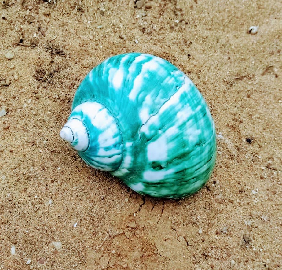 Concha Turbus Burges 8-9cm